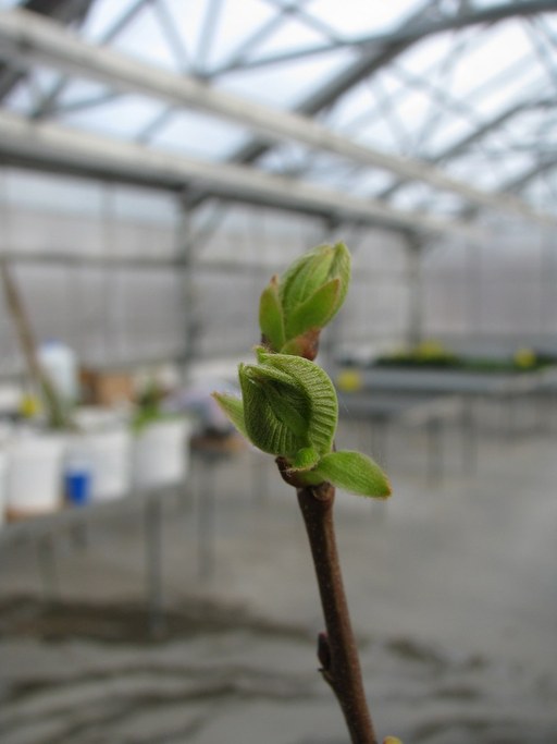 Bud Break - Rating 3 - Leaves Unfolding
