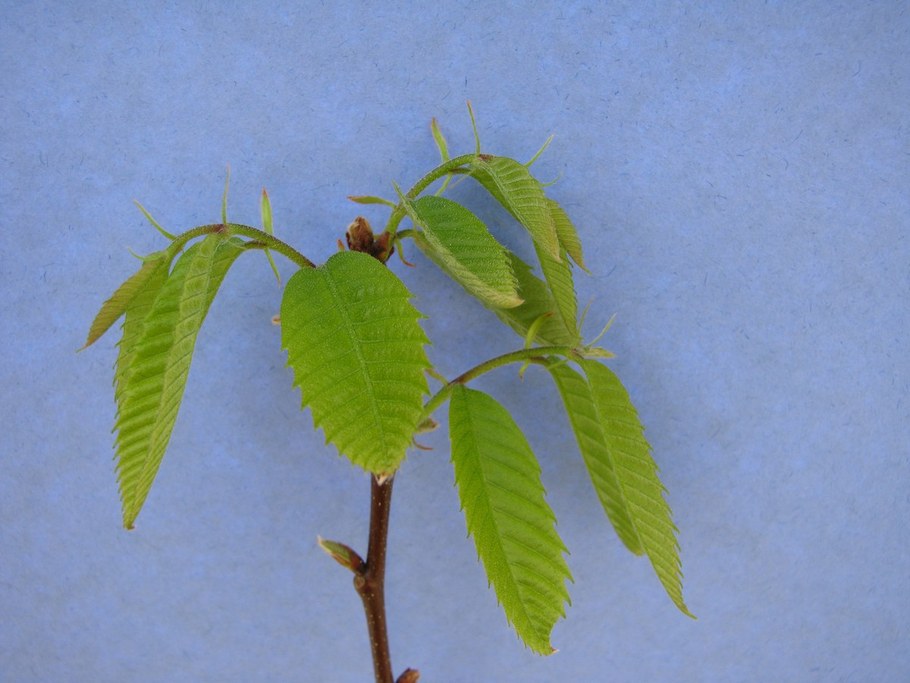 Bud Break - Rating 4 - Internode visible