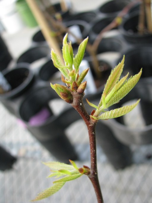 With a rating of 4, the internode is visible, and the leaves are hanging but are not yet fully enlarged.