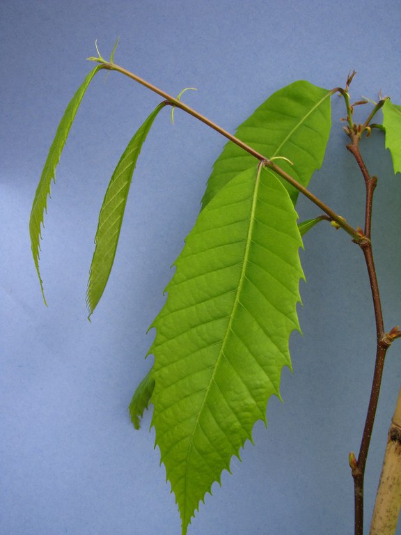 Bud Break - Rating 5 - Leaves enlarged