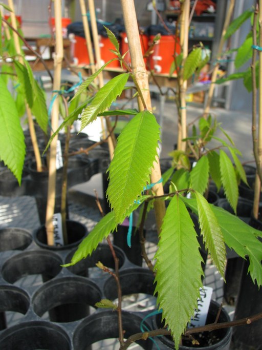 Bud Break - Rating 5 - Leaves enlarged