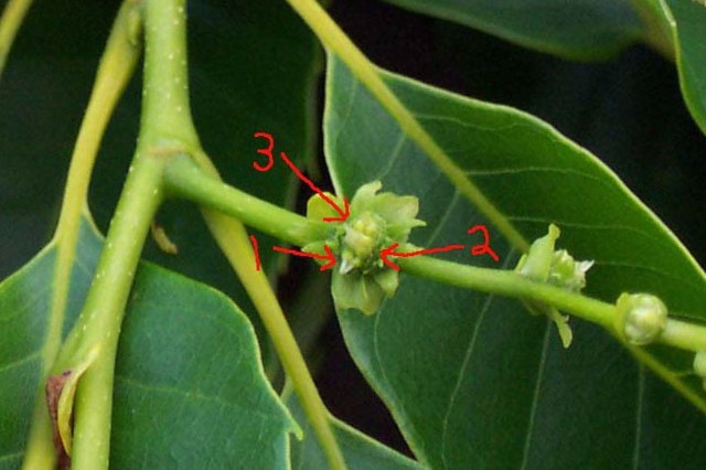 Closeup of a female chestnut flower almost ready to bag.  The styles are almost out but have not yet emerged.  The numbers designate the 3 florets visible on the flower.