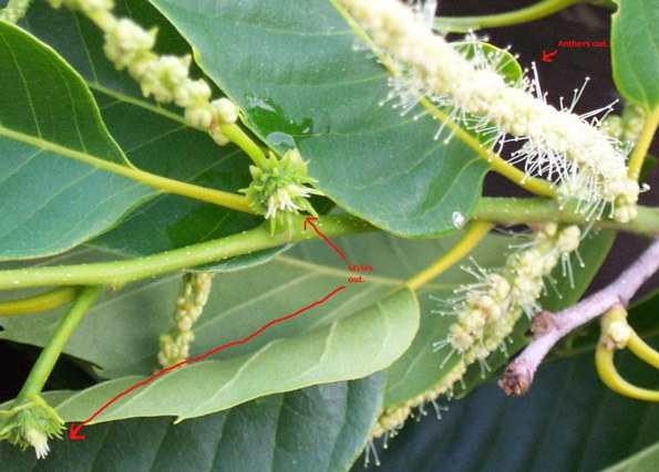 These female flowers may have already been contaminated by other undesirable pollen.  The styles are fully emerged.  If the cross is highly desirable, it may be worth going ahead and bagging, but using a higher number of control bags to measure contamination of the cross.