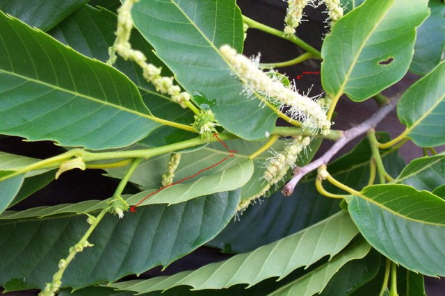 These female flowers may have already been contaminated by other undesirable pollen.  The styles are fully emerged.  If the cross is highly desirable, it may be worth going ahead and bagging, but using a higher number of control bags to measure contamination of the cross.