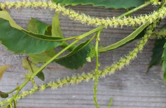 This female flower is too old for bagging, but too young to pollinate.  The styles are long and spreading apart.    It will likely be fruitless to bag at this stage.  Try again next year!