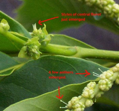 Closeup of a female chestnut bur flower ready to bag.  The styles have just emerged and as are the anthers on the male flowers (catkins).