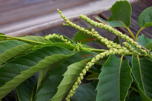 The styles have emerged on this female flower, and it is ready to bag.
