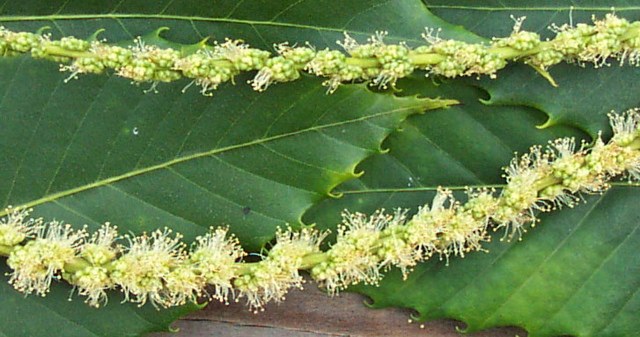 Sometimes - though not always - catkin development can be used to gauge readiness of female flowers. Here, the top catkin is "not bushy" (anthers/pollen not out), which generally indicates the female flower is not ready for pollination. The bottom catkin is "bushy" (anthers/pollen out), which is generally an indication the female flower is receptive for pollination.