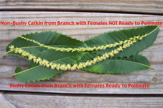 Sometimes - though not always - catkin development can be used to gauge readiness of female flowers.    Here, the top catkin is "not bushy" (anthers/pollen not out), which generally indicates the female flower is not ready for pollination.  The bottom catkin is "bushy" (anthers/pollen out), which is generally an indication the female flower is receptive for pollination.
