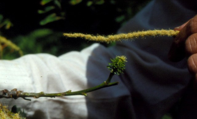 A male catkin being held over a female bur.