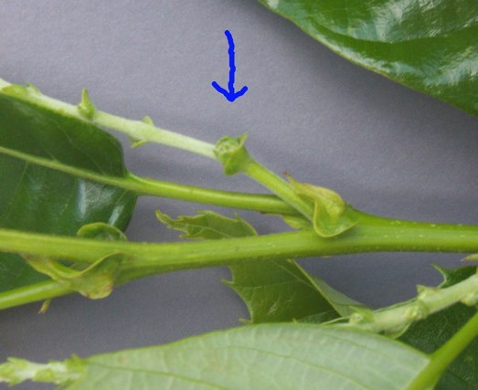 Closeup of a female bur, too early to bag.