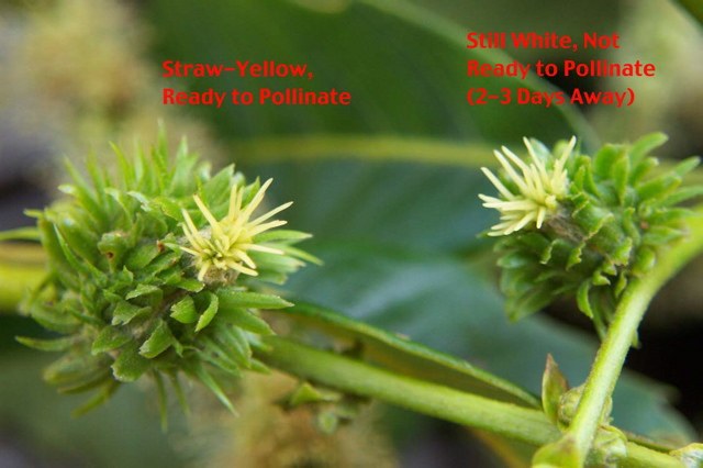 The female flower on the left is at peak receptivity and ready to pollinate.  As long as the bagging timing was correct, this takes place about 10-14 days after bagging.  The female flower on the right is still a bit too young for pollination.  To achieve maximum seed set, one would want to return to the tree in 2-4 days and re-pollinate; but that's not always possible.