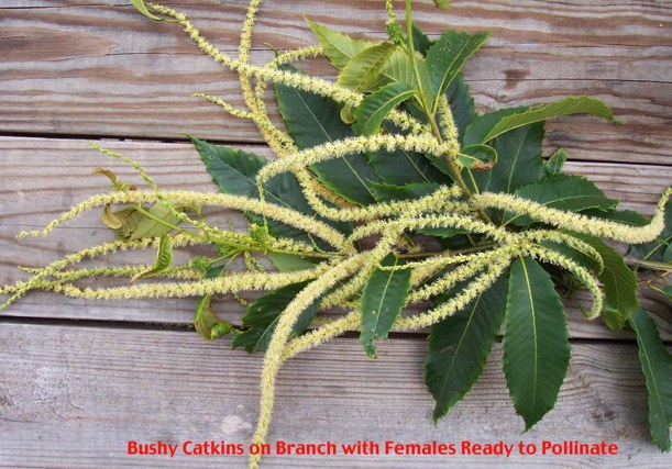 This female flower is at peak receptivity and ready to pollinate.  As long as the bagging timing was correct, this takes place about 10-14 days after bagging.