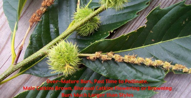 This is an over-mature bur far past receptivity for bagging or pollinating.  The catkins have turned brown and most anthers/pollen has already shed.