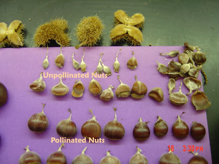 Pollinated vs. non-pollinated nuts