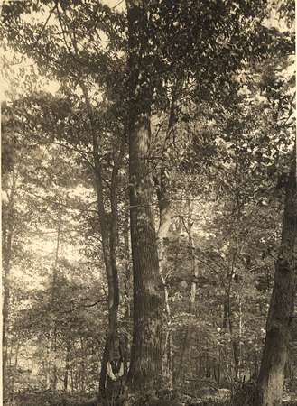Large Chestnut Tree