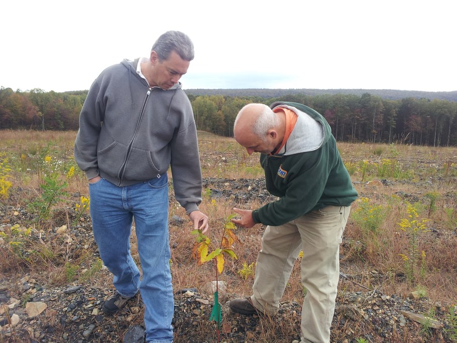 Ron Farr and Robert Martynowich observe a B3F3 seedling, planted outside the fence, as part of a 20+ acre planting of high-value hardwoods.