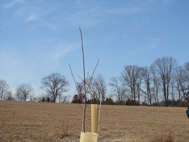 Seedling