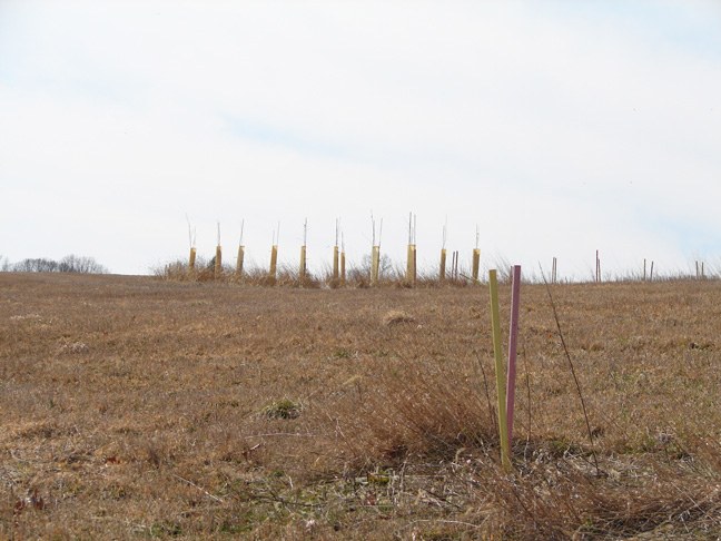 Seedlings