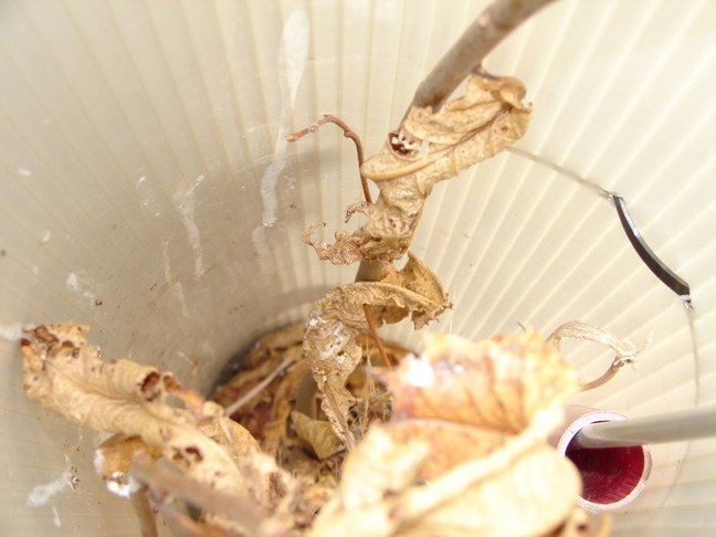 Seedling in Tube