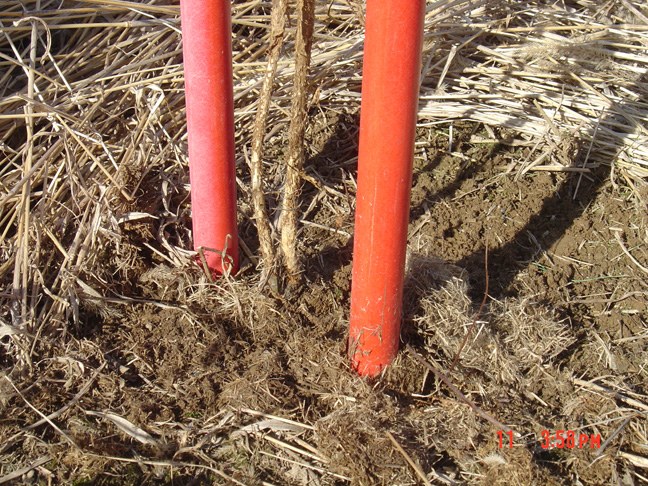 Vole Damage