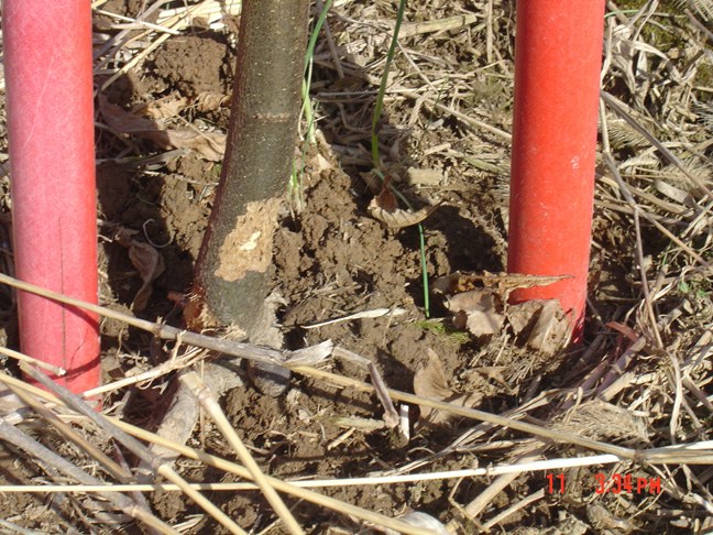 Vole Damage
