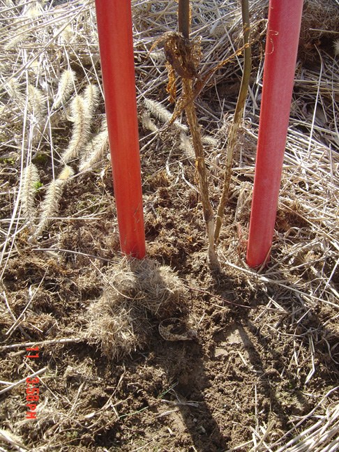 Vole Damage
