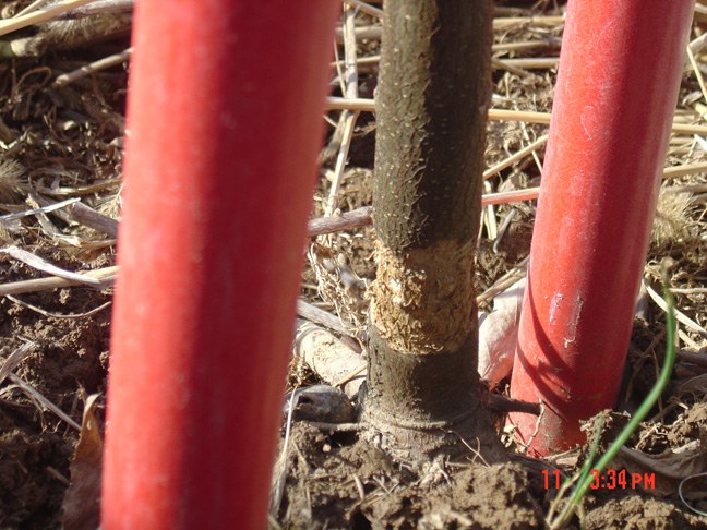 Vole Damage