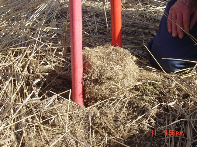 Close-up Vole Nest