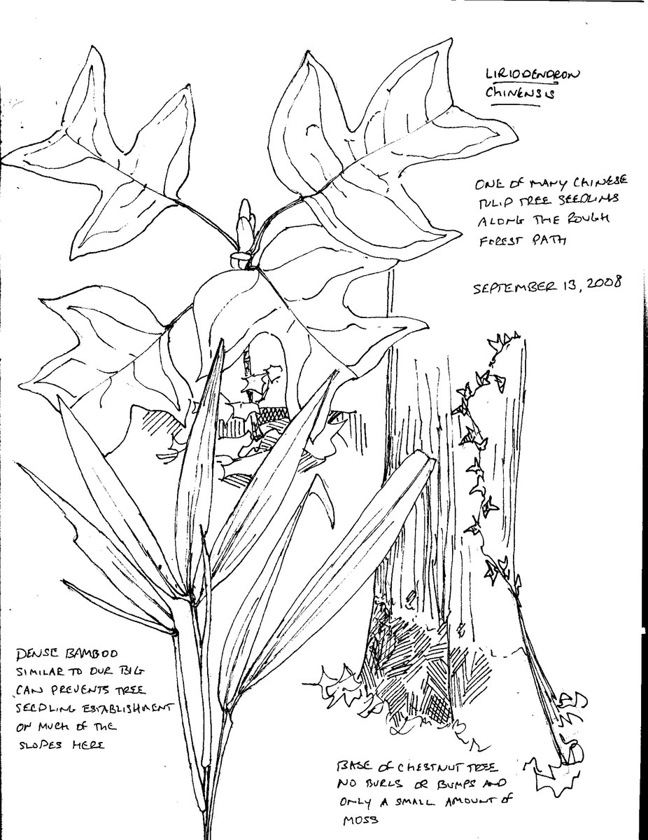 Plant Drawing - 10