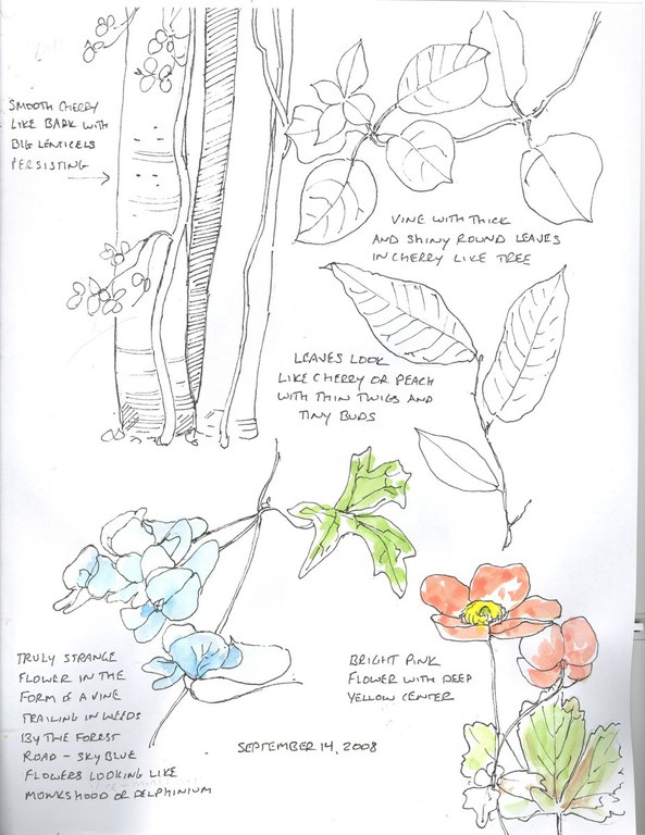 Plant Drawing - 13