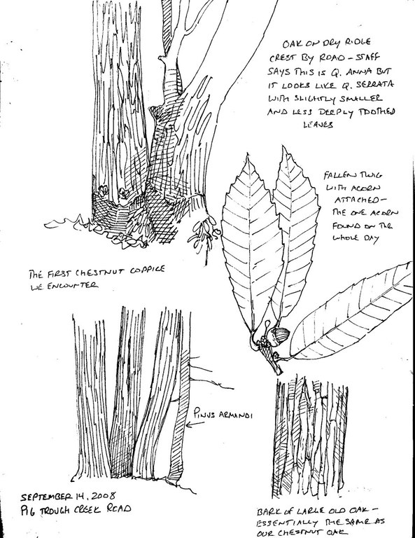 Plant Drawing - 14