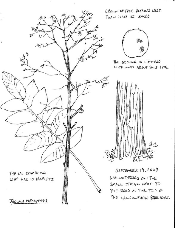 Plant Drawing - 28