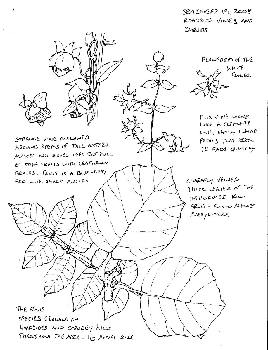 Plant Drawing - 30