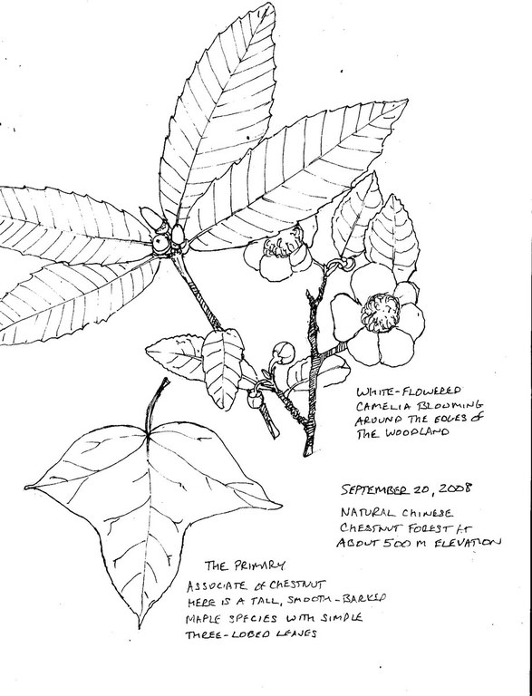 Plant Drawing - 31