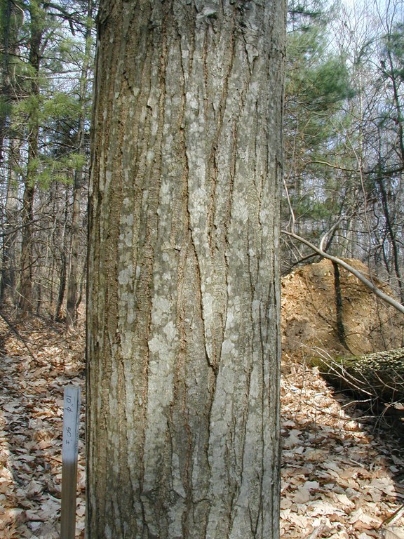 Maturing chestnut bark