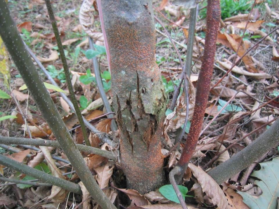 A heavily blighted clump of chestnut sprouts