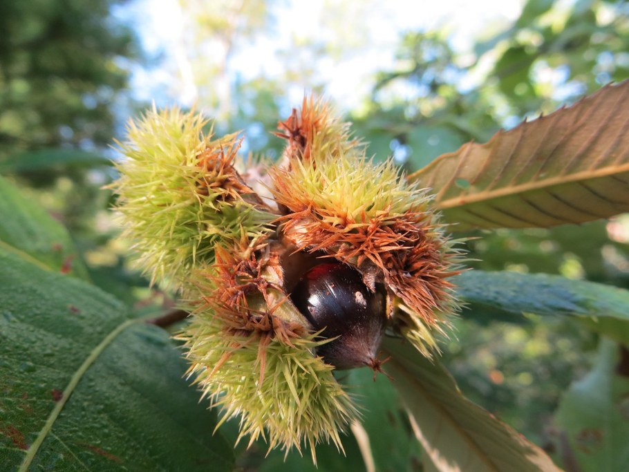 Allegheny Chinquapin (Castanea pumila) nut and bur