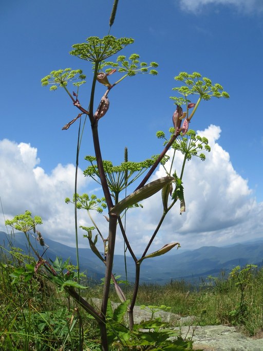 Angelica (Angelica triquinata) on Hump Mountain, NC