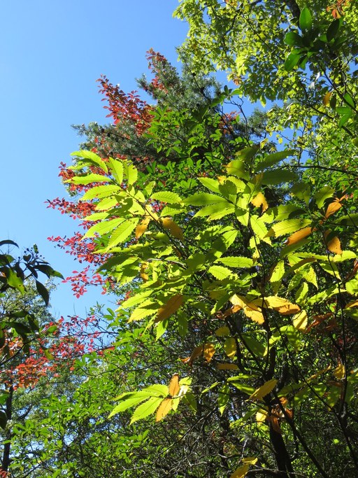 American Chestnut (Castanea dentata) in late September