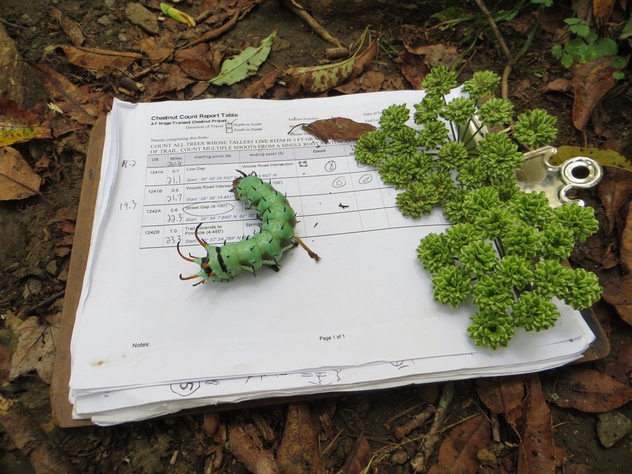 Hickory Horned Devil, caterpillar of the Regal Moth (Citheronia regalis)