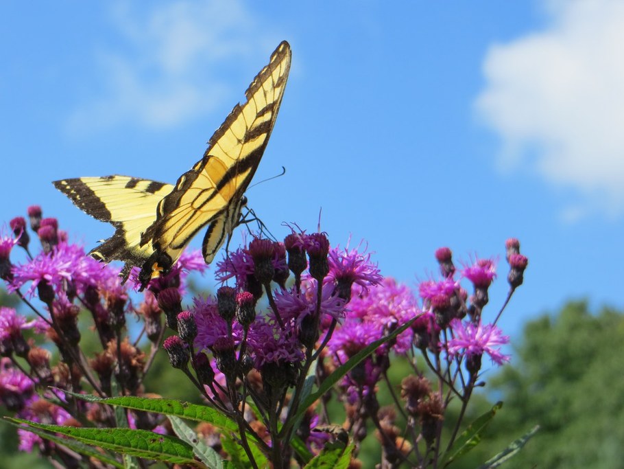 Eastern Tiger Swallowtail (Papilio glaucus) on New York Ironweed (Vernonia noveboracensis)