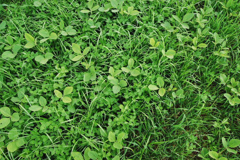 Current research compares cover crop monocultures to diverse mixtures like the soybean, rye grass, red clover mix shown here.