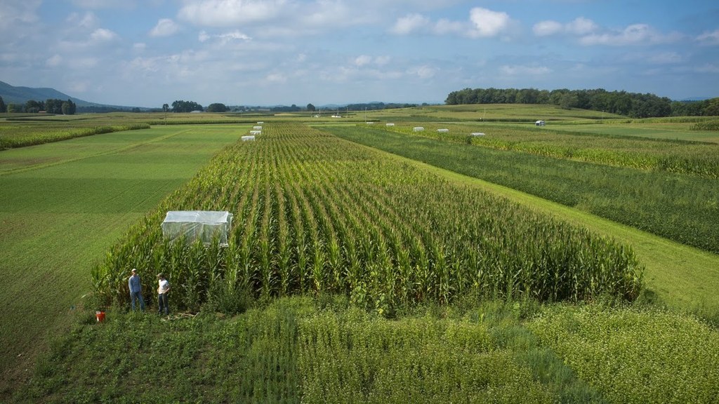 We are conducting a large scale experiment to quantify effects of cover crop diversity on ecosystem services in corn-soybean-wheat rotations. We used rain-out shelters to determine whether cover crop diversity affected cash crop resilience to drought.