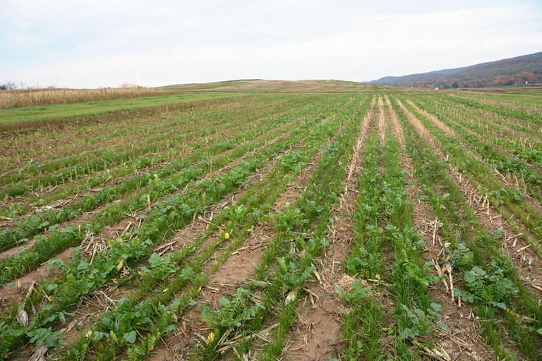 Ryegrass-radish cover crop interseeded in corn