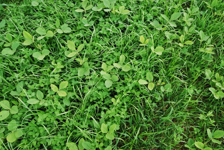 Soybean, rye grass, red clover cover crop mix