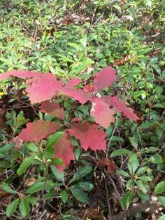 Oak seedling