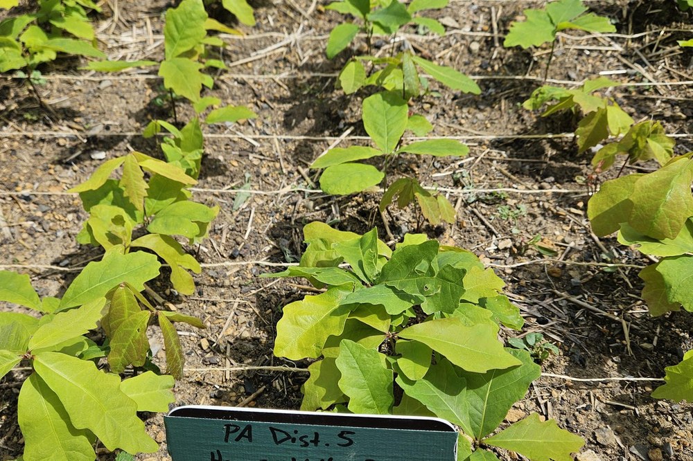 White Oak (Quercus alba) assisted migration experiment White oak seedlings