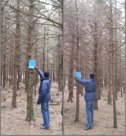Adaptation to climate and populations responses to climate change Two white spruce provenances growing a few feet apart in a provenance test in Quebec
