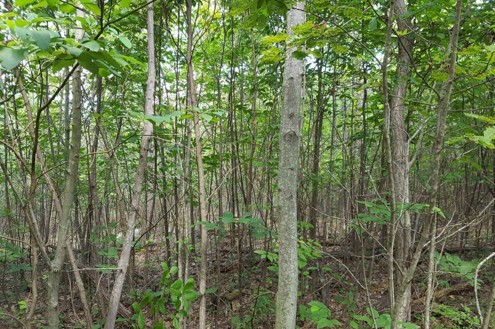 Mixed-oak forest
